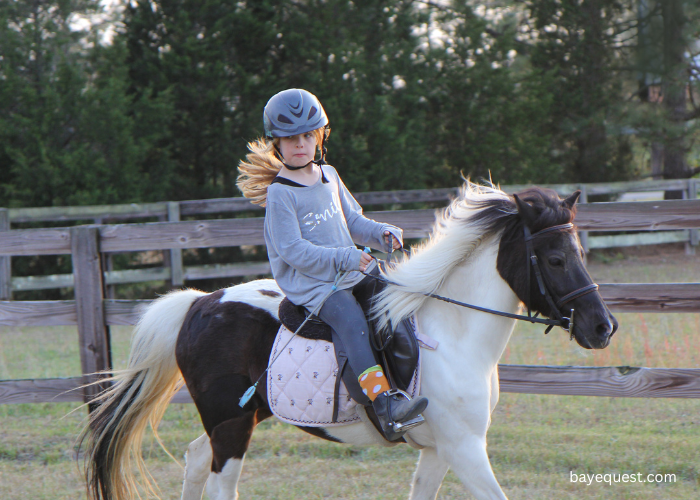 German Riding Pony