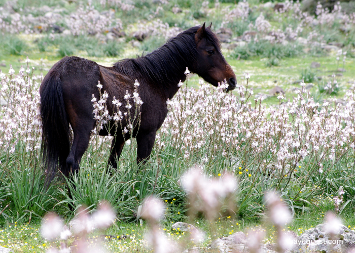 Giara Horse