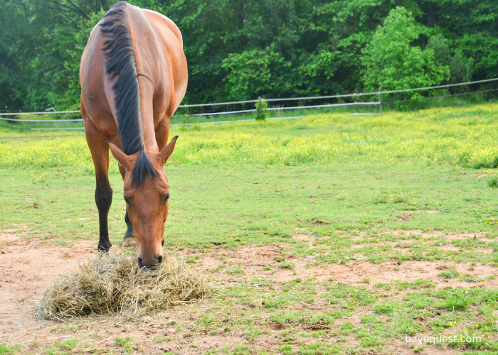 Hanoverian