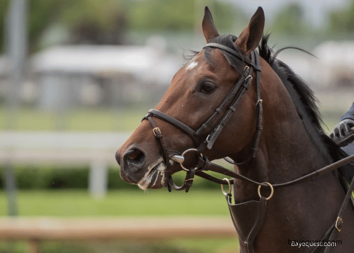 Horse Foaming at Mouth