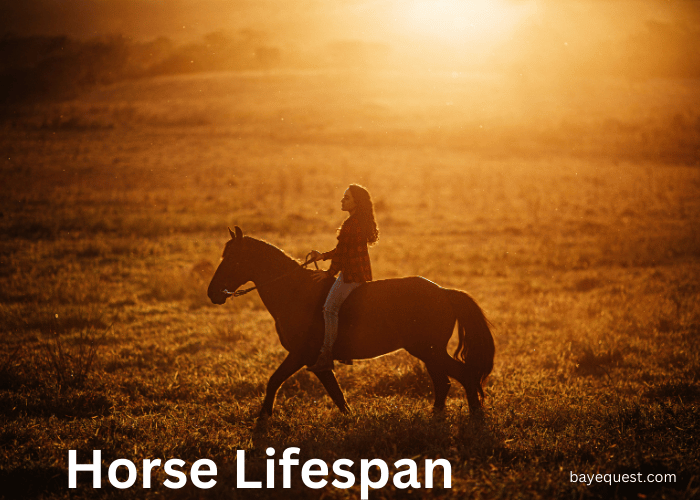 Horse Lifespan