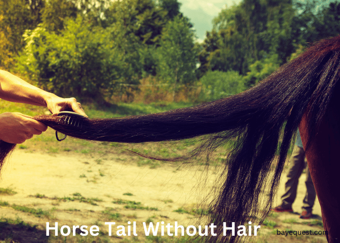 Horse Tail Without Hair