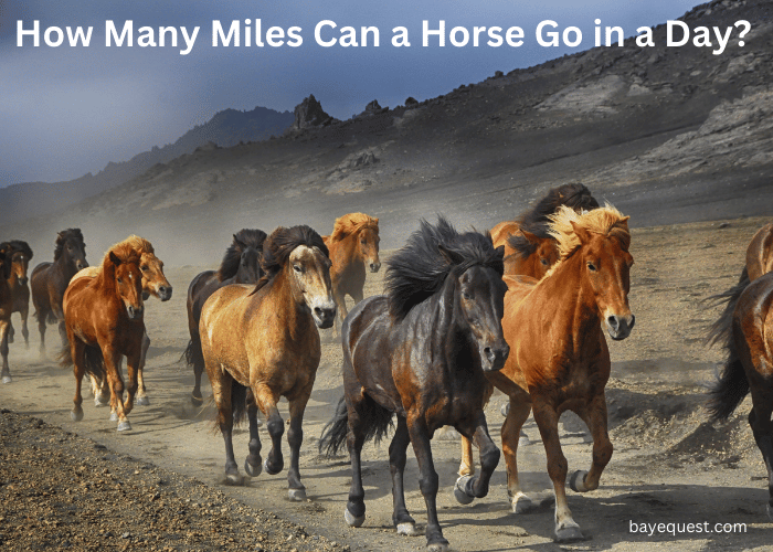 How Many Miles Can a Horse Go in a Day