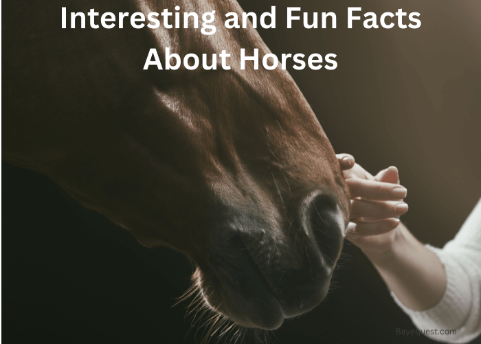 Interesting and Fun Facts About Horses