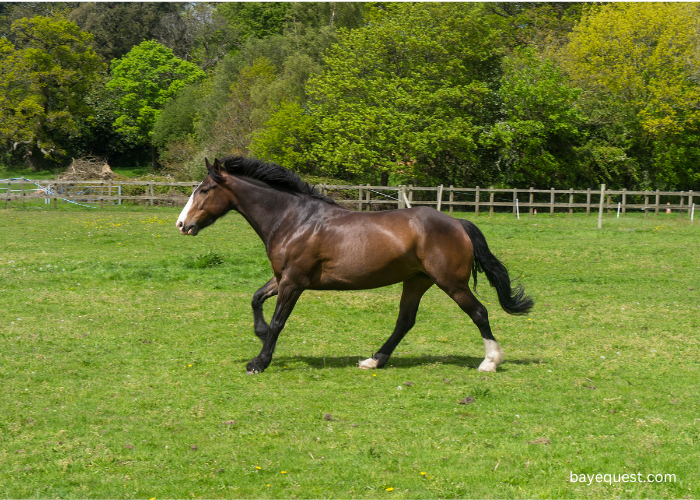 Irish Sport Horse