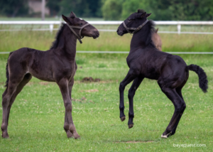 24 Black Horse Breeds You Will Love With Images