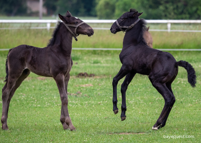 Kladruber Horse