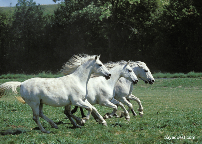 Lipizzan