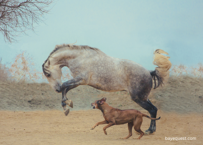 Lusitano