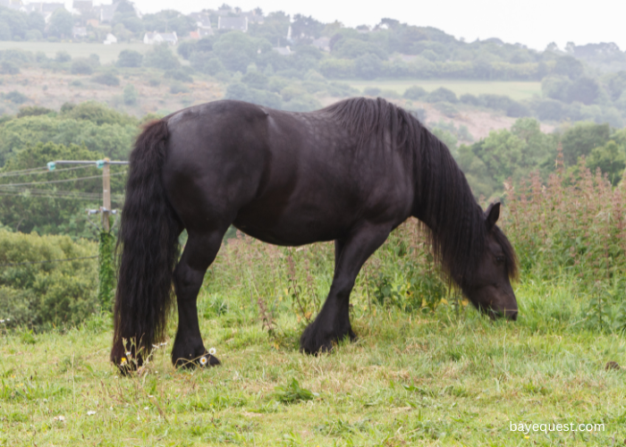 Mérens horse