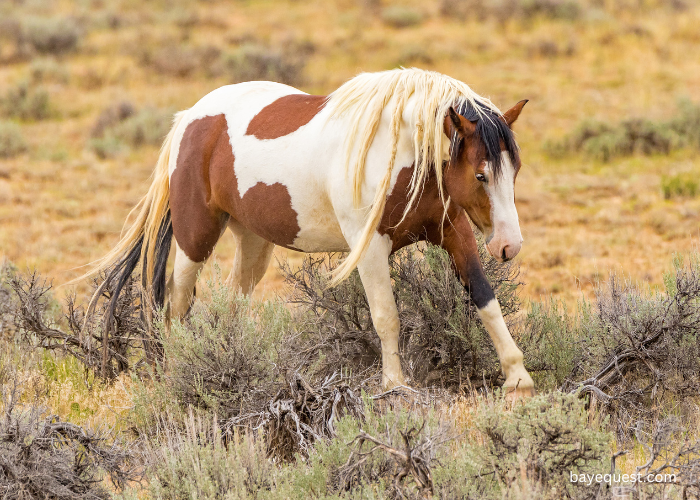 Mustang