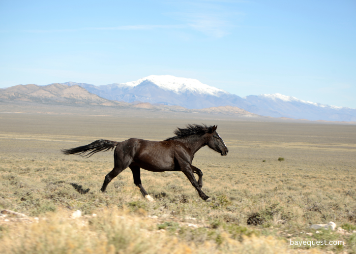 Spotted Saddle Horse