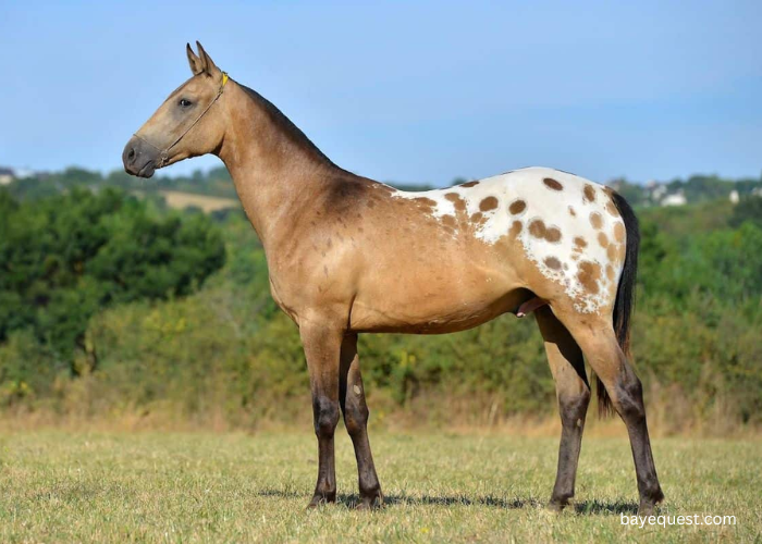 Nez Perce Horse