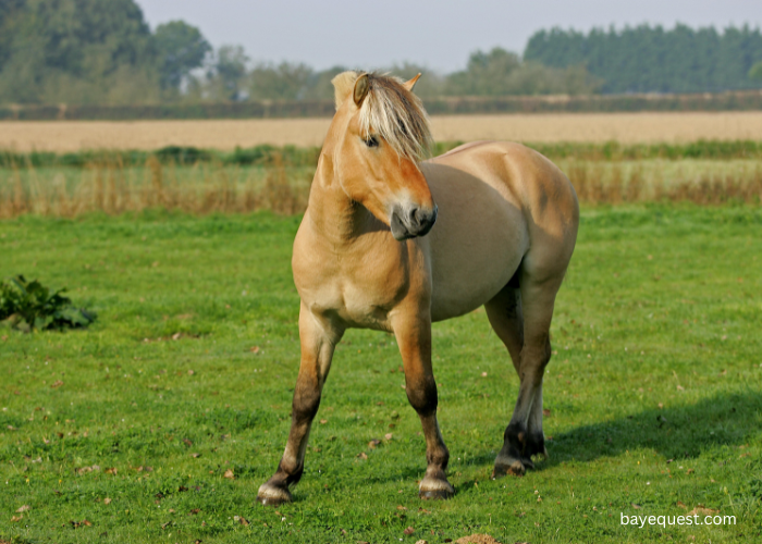 Norwegian Fjord Horse