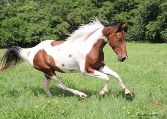 Paint Horse