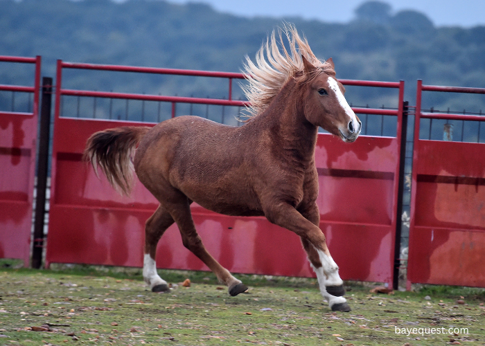 Percheron