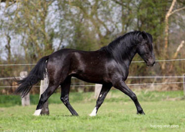 Peruvian Paso