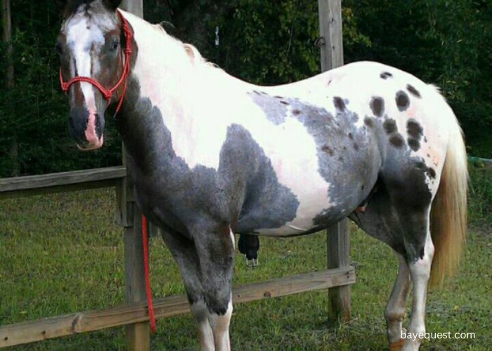 Pintaloosa Horse