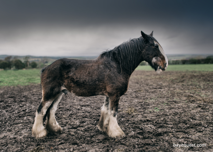 Shire horse