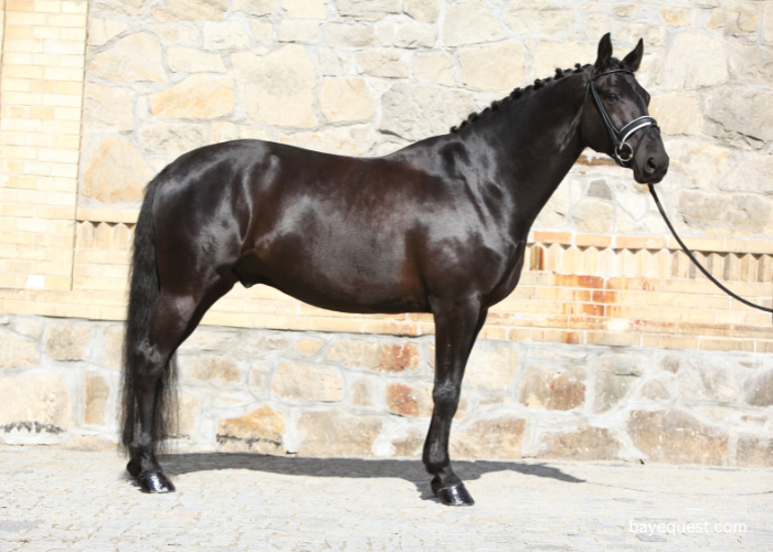 Swedish Warmblood