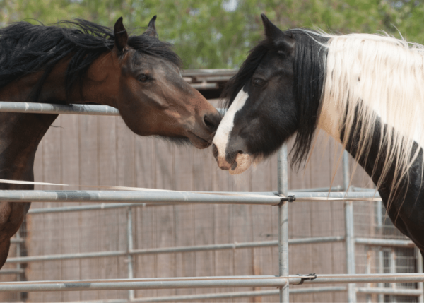 Stallion Vs Gelding: Which One is Better?