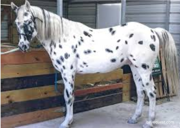 Walkaloosa Horse