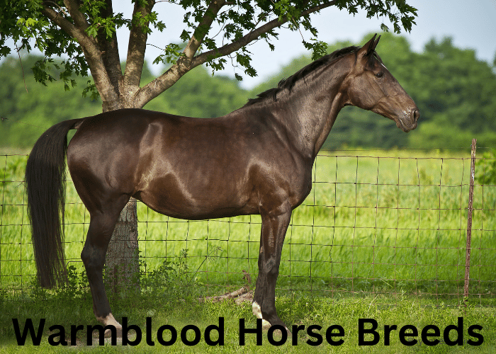 Warmblood Horse Breeds