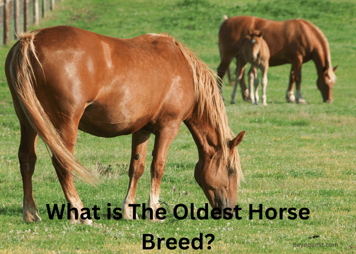 What is The Oldest Horse Breed? (14 Oldest Breeds)