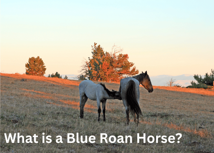 What is a Blue Roan Horse