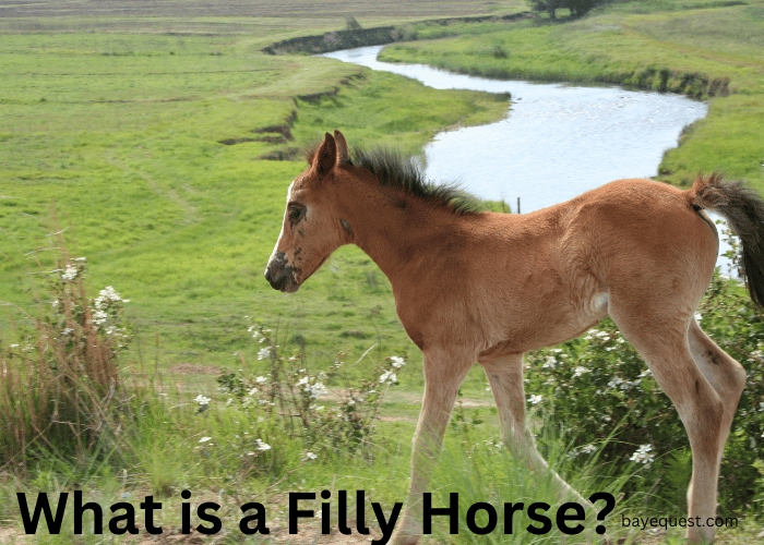 What is a Filly Horse