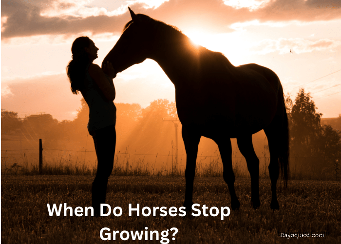 When Do Horses Stop Growing