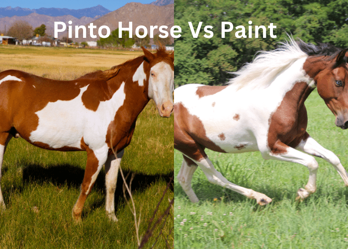 Pinto Horse Vs Paint