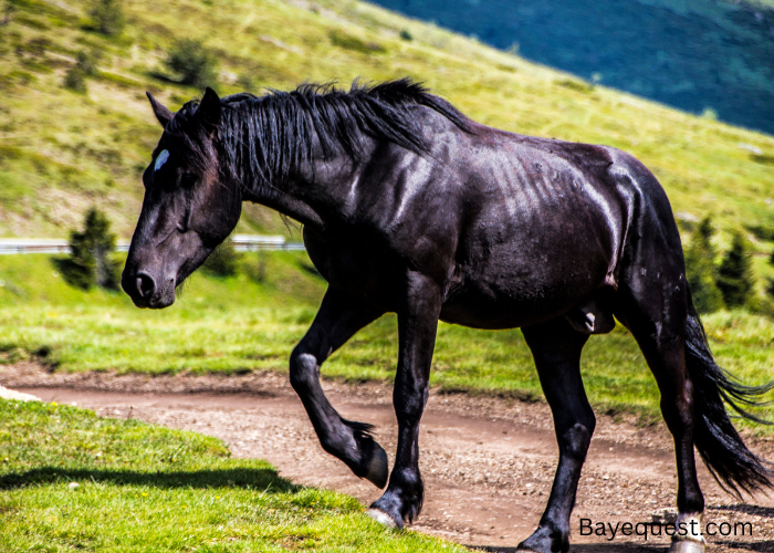 Black Horse Names