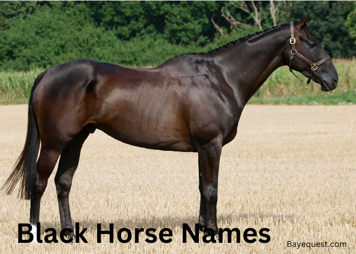 Black Horse Names