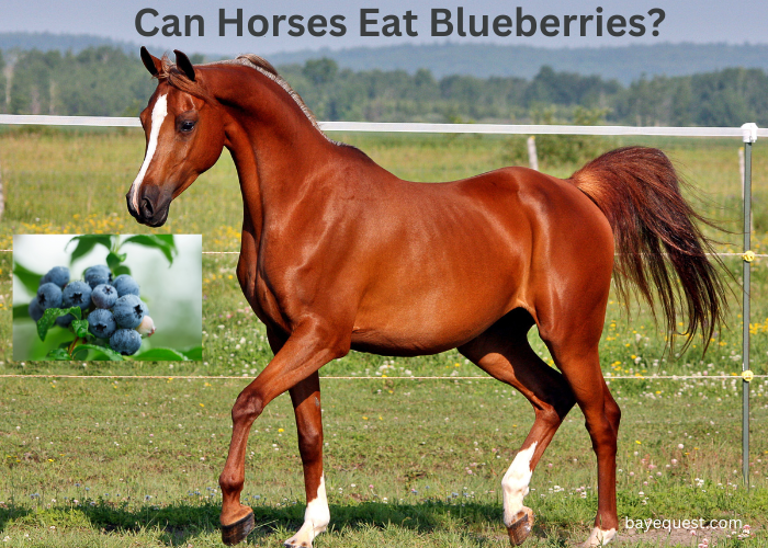 Can Horses Eat Blueberries