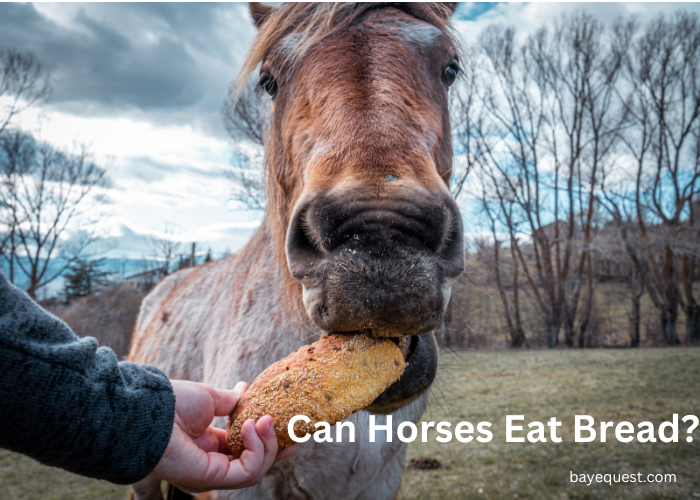 Can Horses Eat Bread