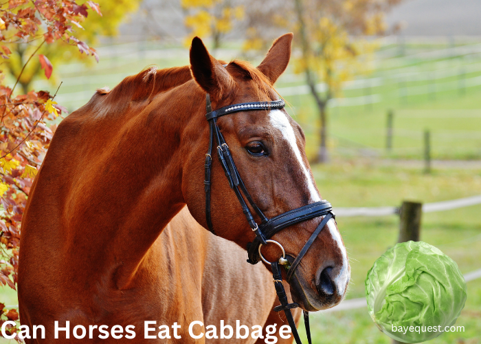 Can Horses Eat Cabbage