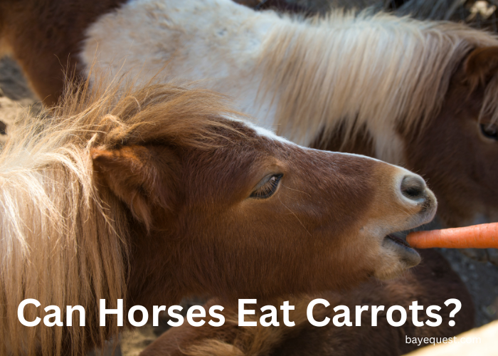 Can Horses Eat Carrots