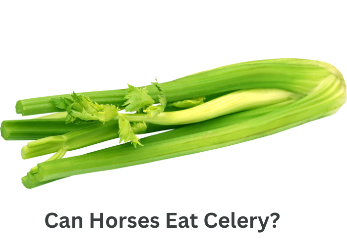 Can Horses Eat Celery