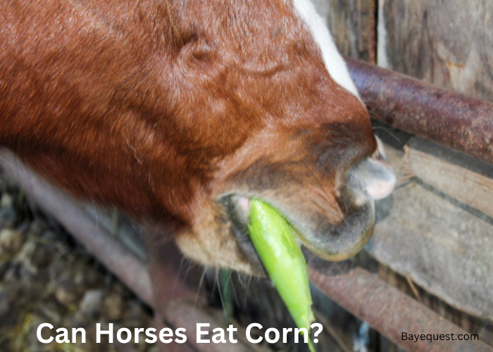 Can Horses Eat Corn