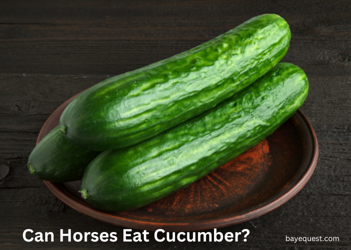 Can Horses Eat Cucumber