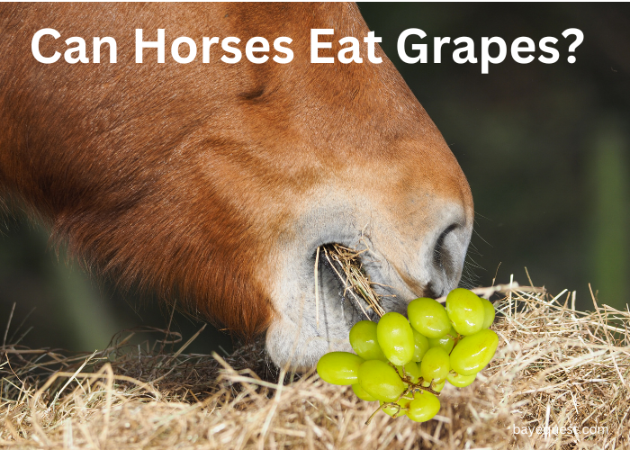 Can Horses Eat Grapes