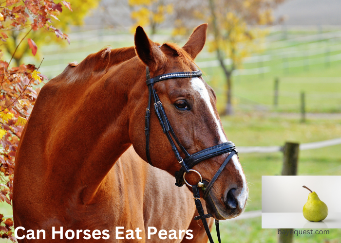 Can Horses Eat Pears