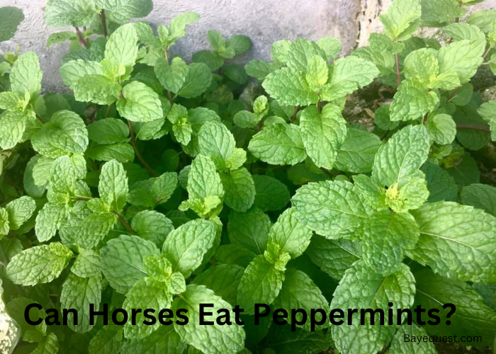 Can Horses Eat Peppermints