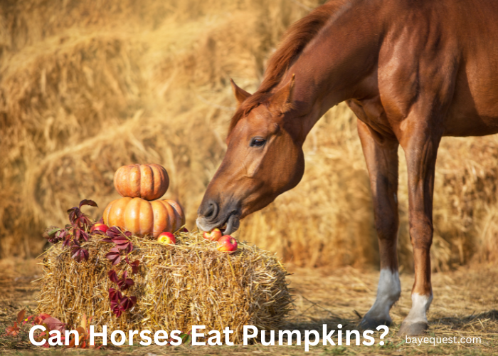 Can Horses Eat Pumpkins