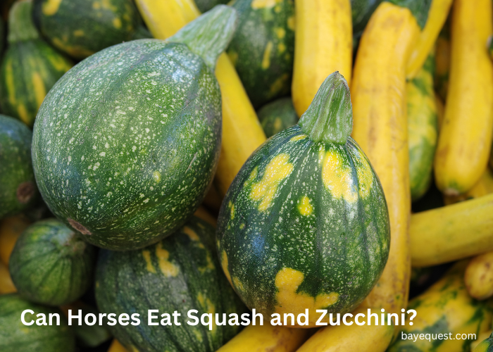 Can Horses Eat Squah and Zucchini