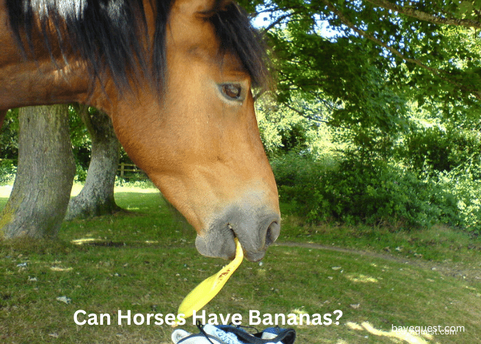 Can Horses Have Bananas