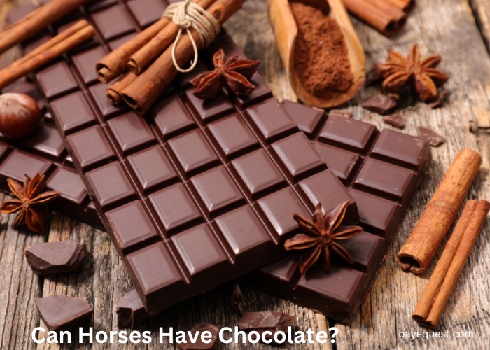 Can Horses Have Chocolate