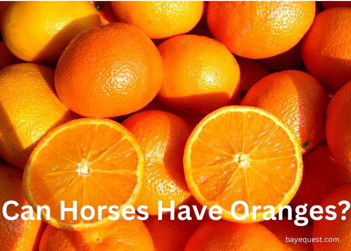 Can Horses Have Oranges