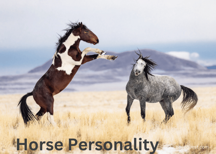 Horse Personality